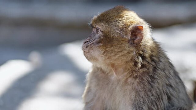 A monkey yawning in Azrou forest, Morocco, captured in close-up with natural lighting