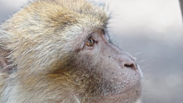 Close-up of a Barbary macaque gazing thoughtfully in Azrou forest, Morocco