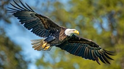 Obraz premium eagle flying in the sky holding an american flag in its talons. 