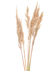 Fototapeta premium Fluffy spikes of grass isolated on white