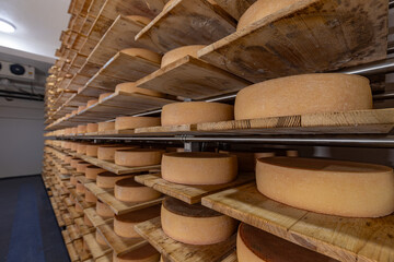 Wheels of aging cheese maturing