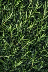 Fresh rosemary twig texture background, green rosemary sprig pattern, seasoning twigs banner