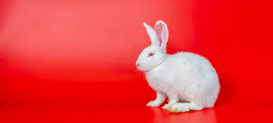 Easter bunny white rabbit on red  background, Lovely mammal with beautiful bright eyes in nature life, Animal concept, Easter holiday sale.