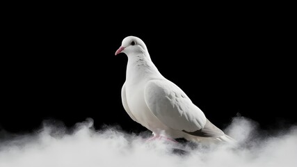 Fototapeta premium A white dove in flight against a stark black background. Sign of freedom.