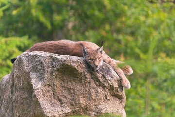 A beautiful lynx rests on a rock. Wildlife scene from Europeanm nature. Wild cat in the nature forest habitat. portrait of a bobcat.