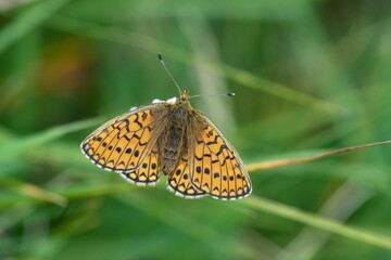 The beautiful ocellate bog fritillary sits on a grass blade. Proclossiana eunomia