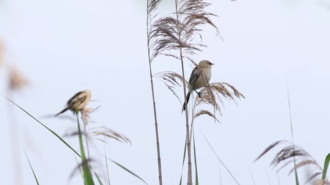 Bearded reedling, Panurus biarmicus. Young birds perched on reed stalks on the river bank