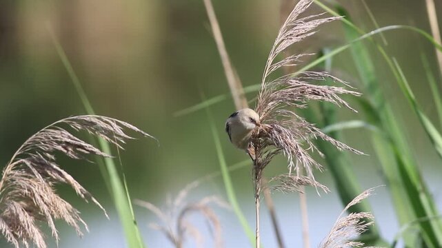 Bearded reedling, Panurus biarmicus. A young female searches for prey at the top of the reeds