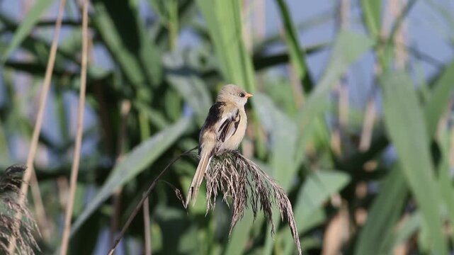 Bearded reedling, Panurus biarmicus. A young male sits on top of a reed on the riverbank