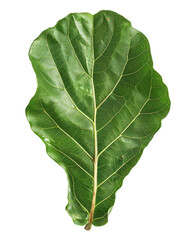One big fiddle leaf, viewed from the top, isolated on a transparent background.