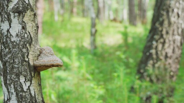 A chaga mushroom growing on a birch tree. Birch mushroom. Oblique tubular tinder (chaga). Birch chaga. Treatment, medicine, health.