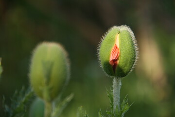 a slightly opened poppy flower bud