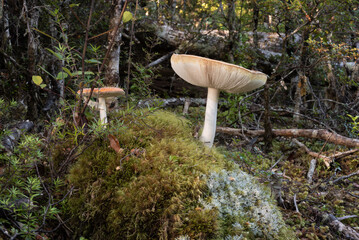 Fly agaric, amanita muscaria, mushrooms growing on the forest floor.