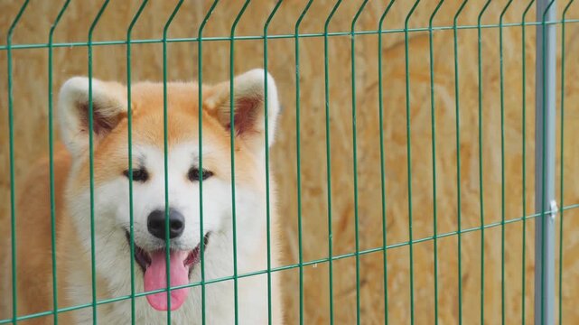 An Akita Inu dog in a metal enclosure. The pet is limited in free space. A beautiful dog.