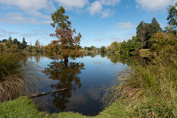 Small free growing and reflected in the calm waters of Mata Kopea, St Anne's Lagoon, Canterbury,...