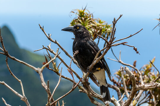 A pied currawong, strepera graculina,  perched in a tree in Lord Howe Island, New South Wales, Australia.