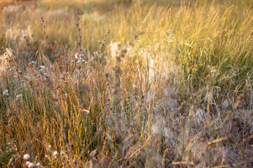 autumn background mood