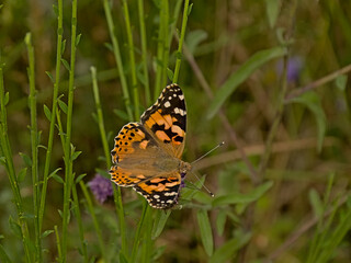  Orange painted lady butterfly with black and white patterns sitting on a plant - Vanessa cardui 