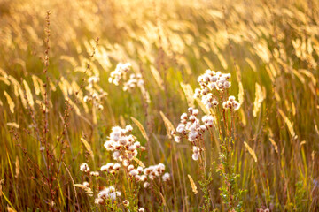 autumn background mood