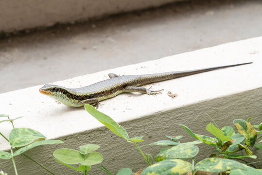 Eutropis longicaudata is a brown and black lizard with a long tail. It is a species of lizard found in Asia. The longtail mabuya slithers on cement.