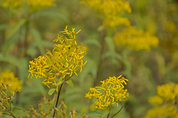  Yellow wood ragwort flowers close-up, sselective focus - Senecio ovatus 
