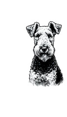 イギリスのエアデール・テリアのモノトーン画像。最大のテリア種で、知的で勇敢。