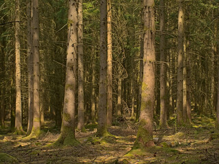 Fototapeta premium tree trunks in a sSunny pine forest in Ardennes near Saint Hubert, Wallonia, Belgium 