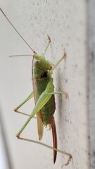 green grasshopper on a leaf