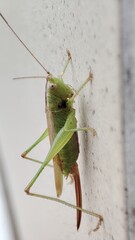 green praying mantis