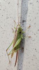 grasshopper on the ground