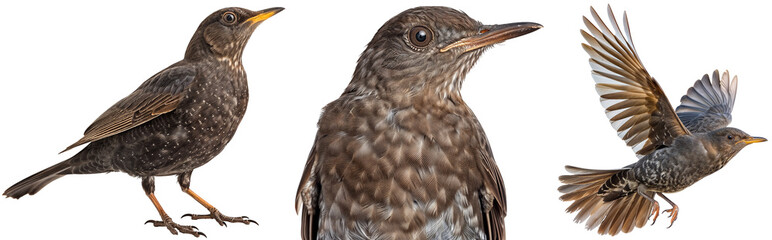 Fototapeta premium Collection of a Common Female Blackbird on Transparent Background for Nature and Wildlife Themes, Standing, Flying and Portrait