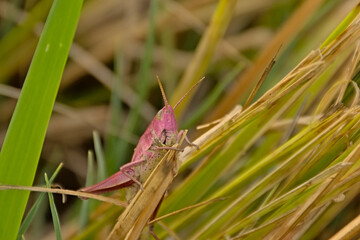 . Pink grasshoppe on a grass stalkr, a rare mutation called erythrism - Caelifera 