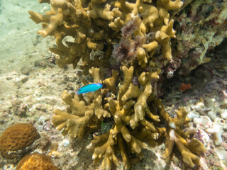 coral reef in the sea