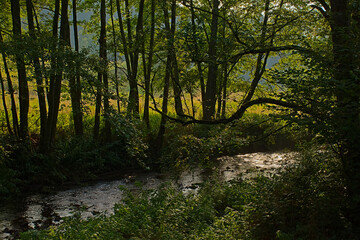 Lush green deciduous forest with La Lomme river near Saint-Hubert, Luxembourg, Wallonia, Belgium 