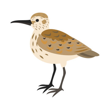 ハマシギ。フラットなベクターイラスト。Common sandpiper. Flat vector illustration.