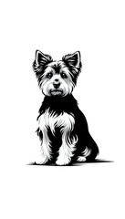 オーストラリアのオーストラリアン・テリアのモノトーン画像。小型で勇敢、牧羊犬としても活躍。