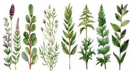 Fototapeta premium Wild herbs, meadow gathering, herbal bounty, watercolor style