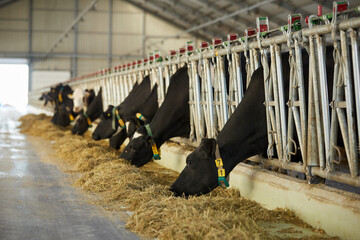 Cows in a stable in a dairy farm hangar.