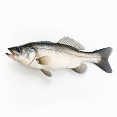 Fototapeta premium a bass fish on a white background