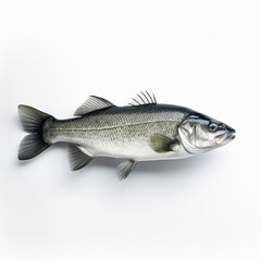 Fototapeta premium a bass fish on a white background