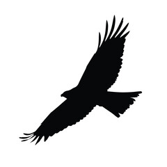 Eagle in flight top view, eagle silhouette vector. Eagle silhouette vector.