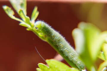 Close up green caterpillar on a leaf