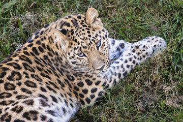 A Leopard at rest stares at the camera