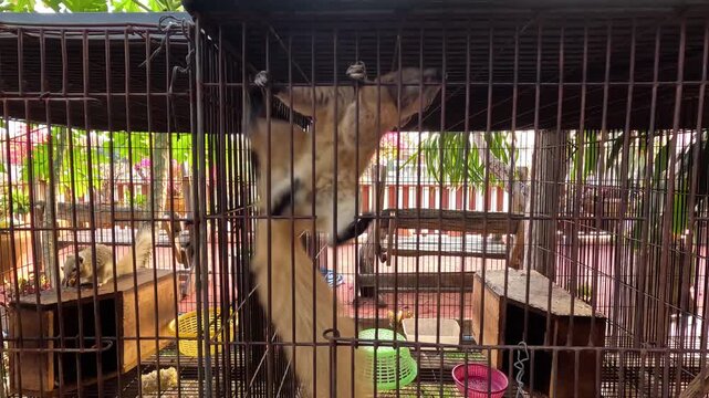 Squirrel in Cage Interacting with Feeder