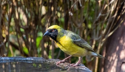 A male southern masked weaver in a residential garden in South Africa