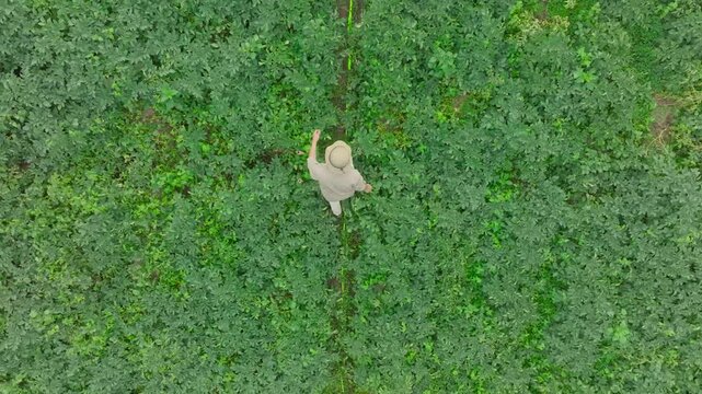 A man walks in potatoes farm