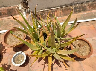 Medicinal or Herbal Aloe vera plant