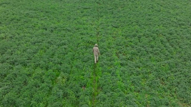 A man walks in potatoes farm