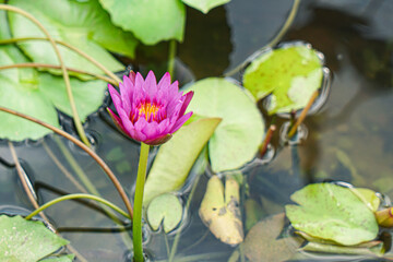 Close-up of lotus flower on the pond