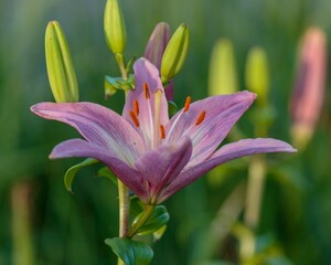 pink lily section of the garden at dawn